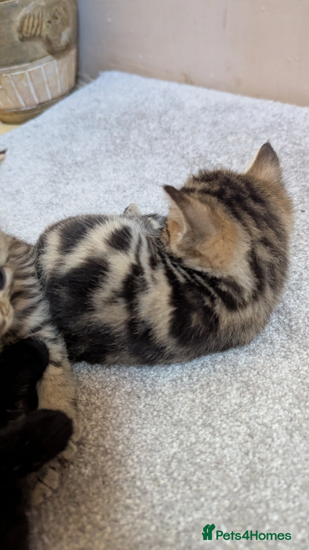 Mixed Breed cats for sale: Kittens for sale - Image 10