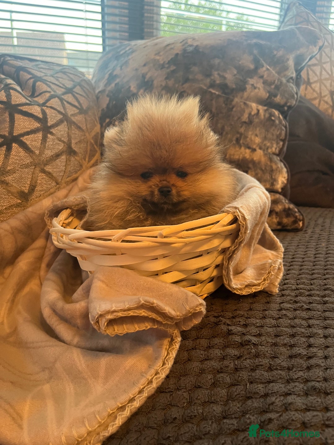 Pomeranian dogs for sale: Pomeranian  puppies  - Image 15