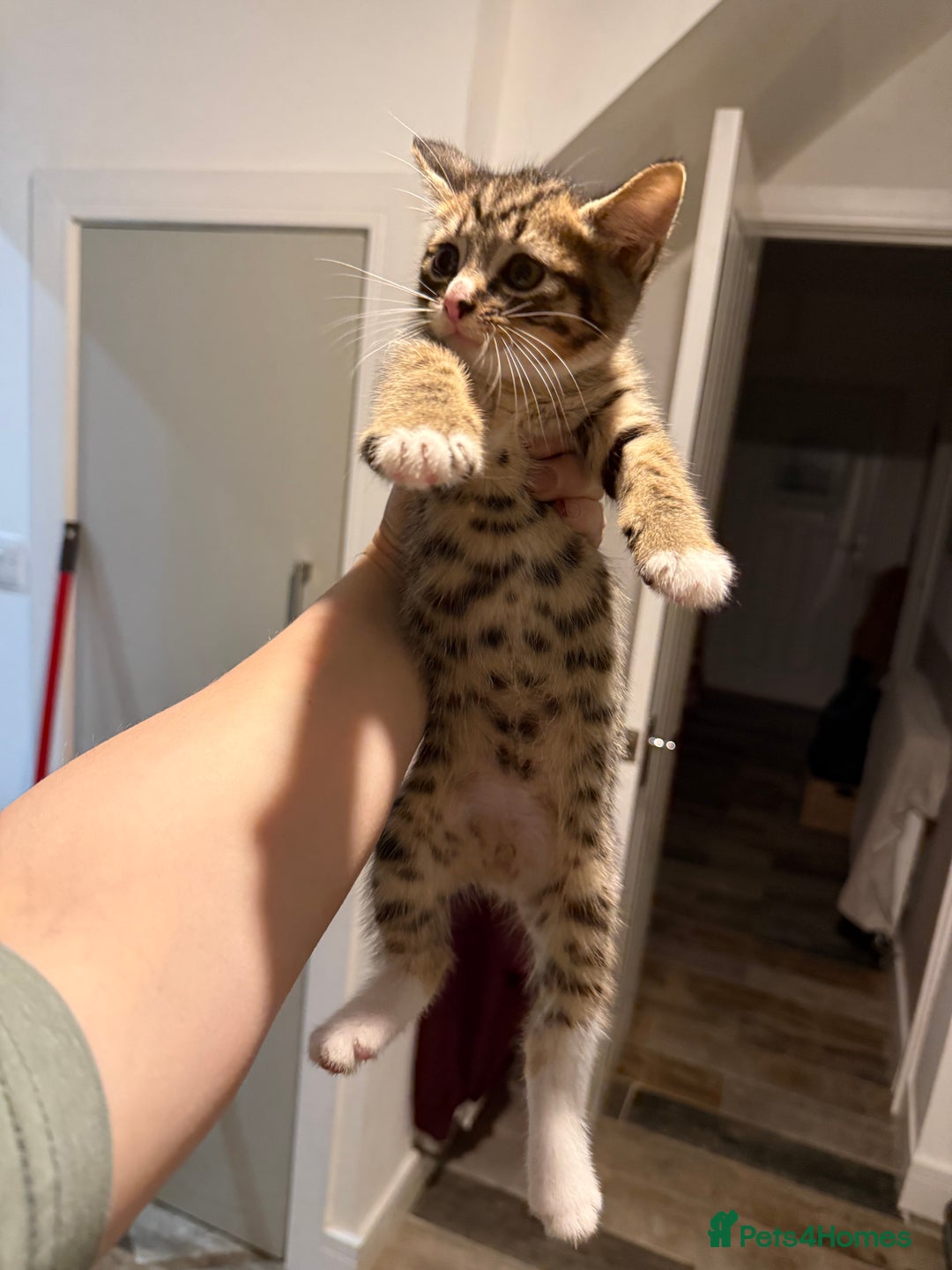 Mixed Breed cats for sale: 6 kittens for sale - 2 LEFT - Image 9