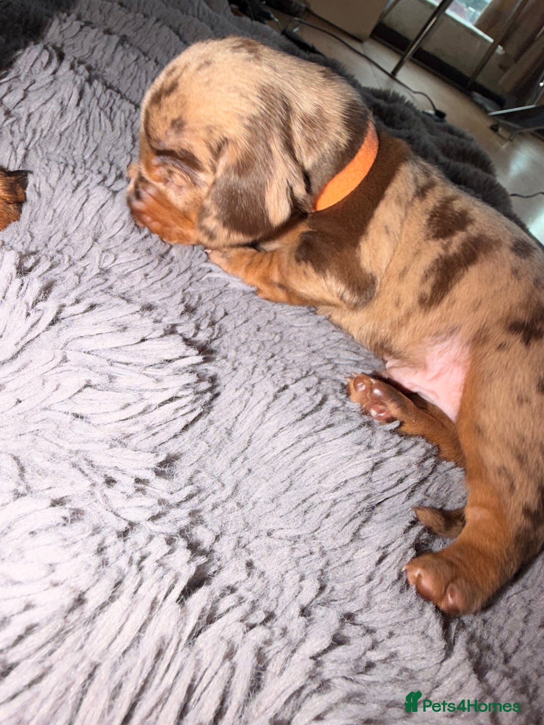 Miniature Dachshund dogs for sale: Miniature Dachshunds puppy's for sale.  - Advert 15