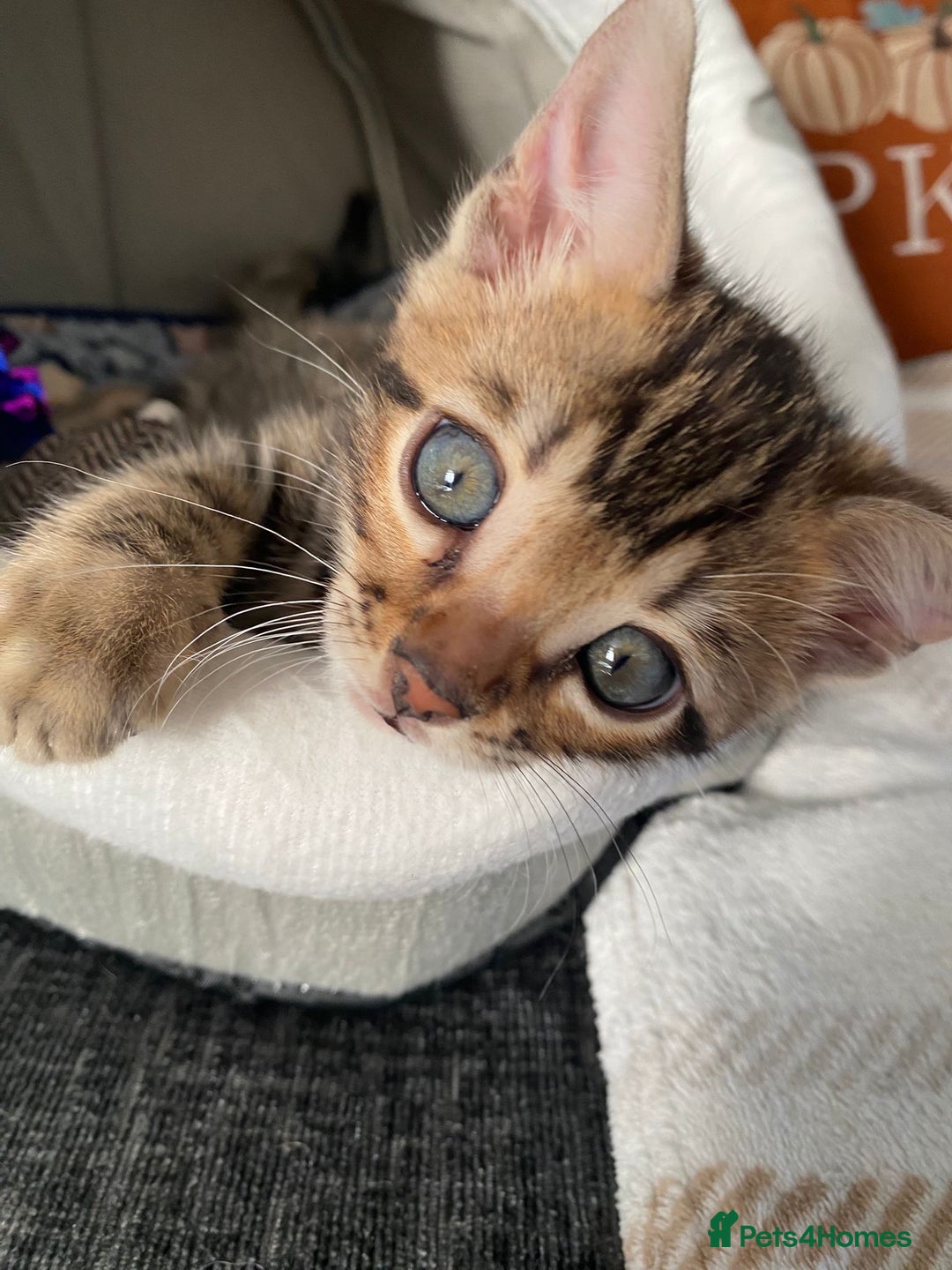 Bengal cats for sale: Bengal4U - Advert 13