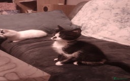 Mixed Breed cats for sale: Amazing kitten's  - Advert 18