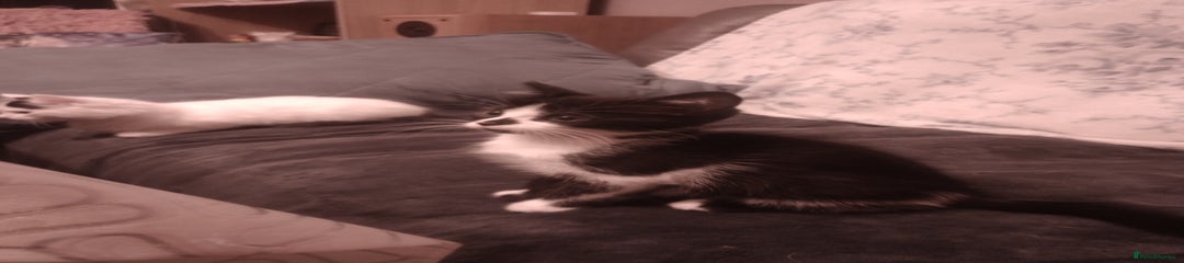 Mixed Breed Kitten 6