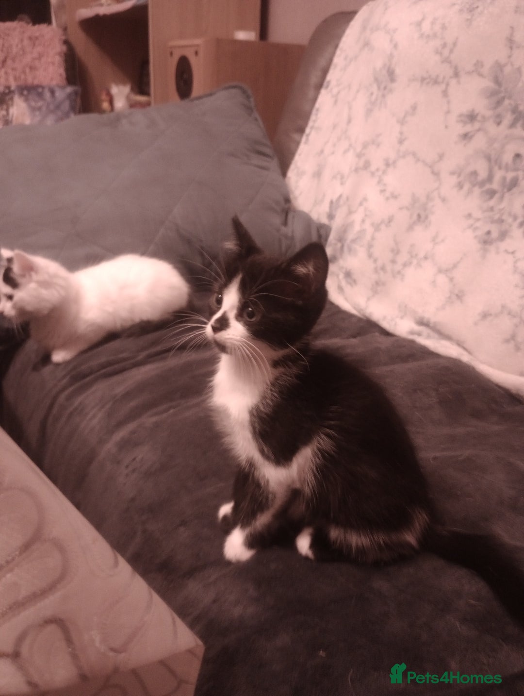 Mixed Breed cats for sale: Amazing kitten's  - Advert 18