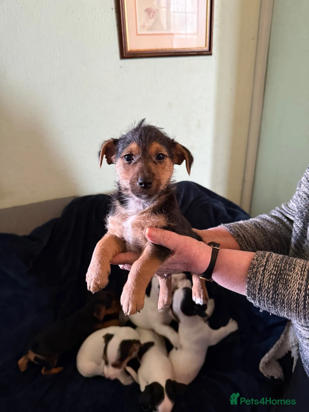 Jack Russell dogs for sale: Rough haired Jack Russell  in Burnley - Advert 10