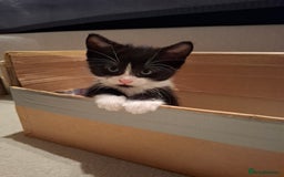 Mixed Breed cats for sale: seven funny kittens - Image 38