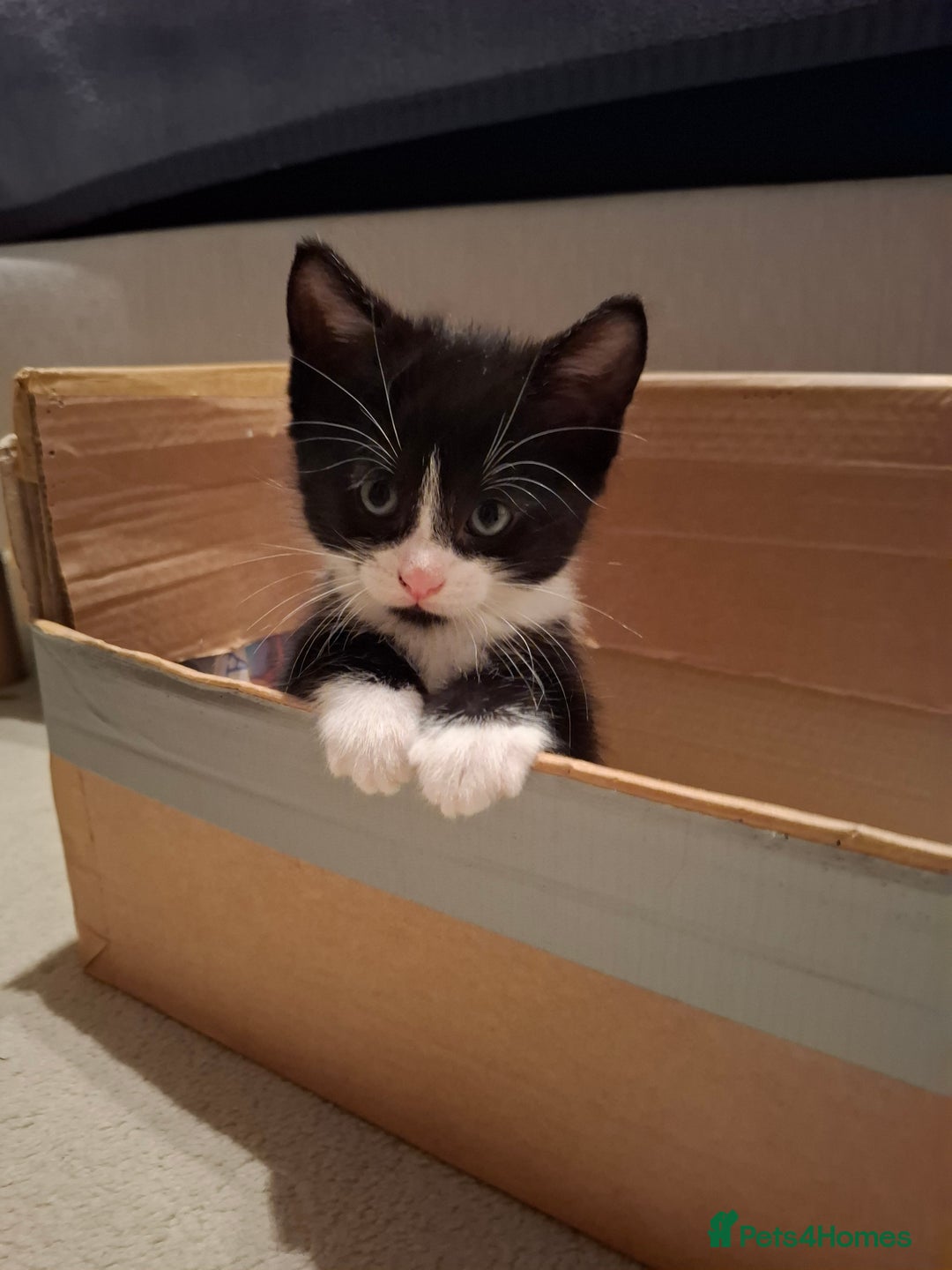Mixed Breed cats for sale: seven funny kittens - Image 38