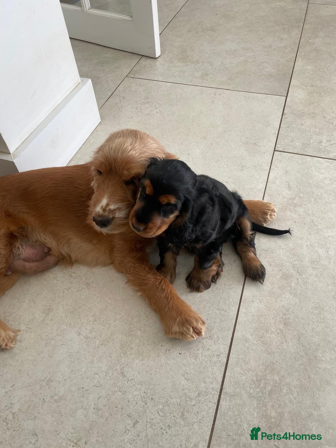 Cocker Spaniel dogs for sale: Show Cocker Spaniel - Image 2