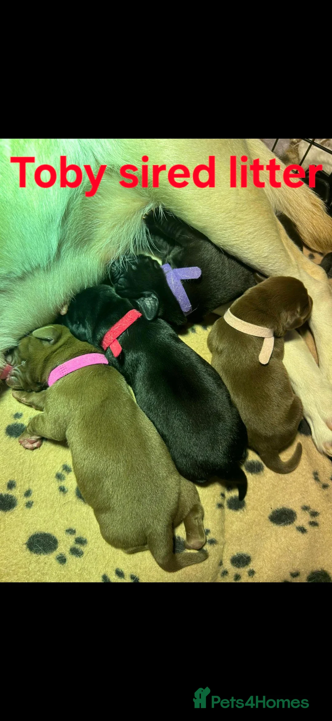 Labrador Retriever dogs for stud: Labrador Ret. 100%-success PROVEN KC/Health tested in Brecon - Advert 23