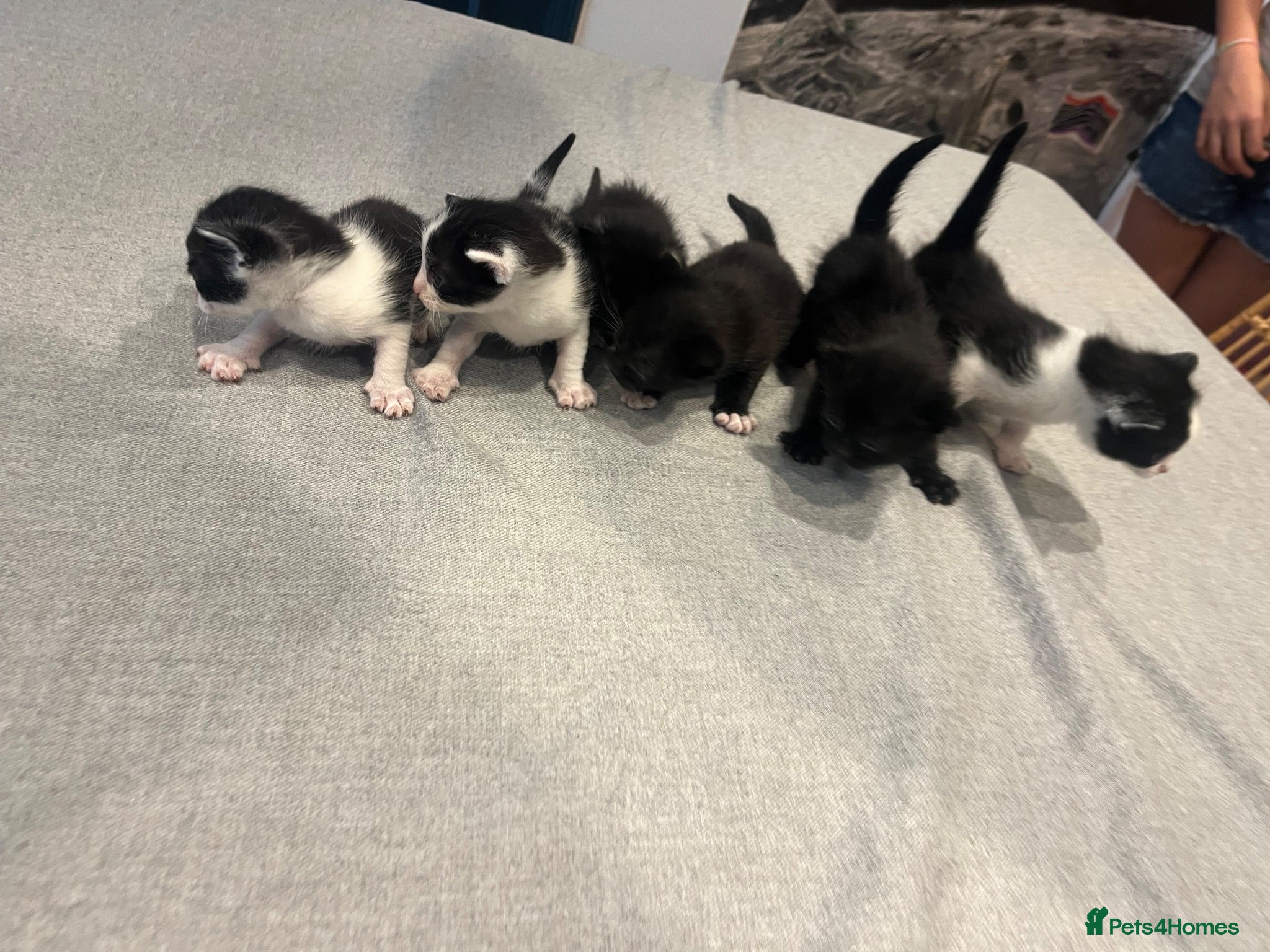 Mixed Breed cats 6 Gorgeous little kittens - Advert 3