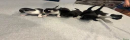 Mixed Breed cats for sale: 6 Gorgeous little kittens in Tunbridge Wells - Advert 2