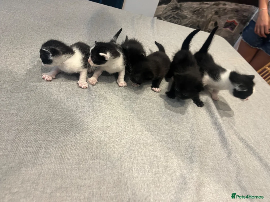 Mixed Breed cats for sale: 6 Gorgeous little kittens in Tunbridge Wells - Advert 2