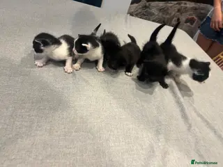 Mixed Breed cats 6 Gorgeous little kittens - Advert 3