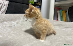 British Shorthair cats for sale: 2 british shorthair boys - Image 6