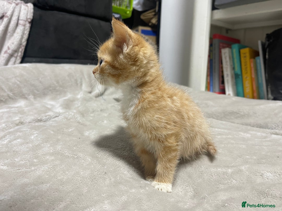 British Shorthair cats for sale: 2 british shorthair boys - Image 6