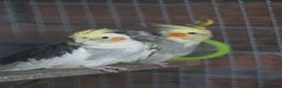 Cockatiels birds for sale: Cockatiels Mixed Genders  - Advert 10
