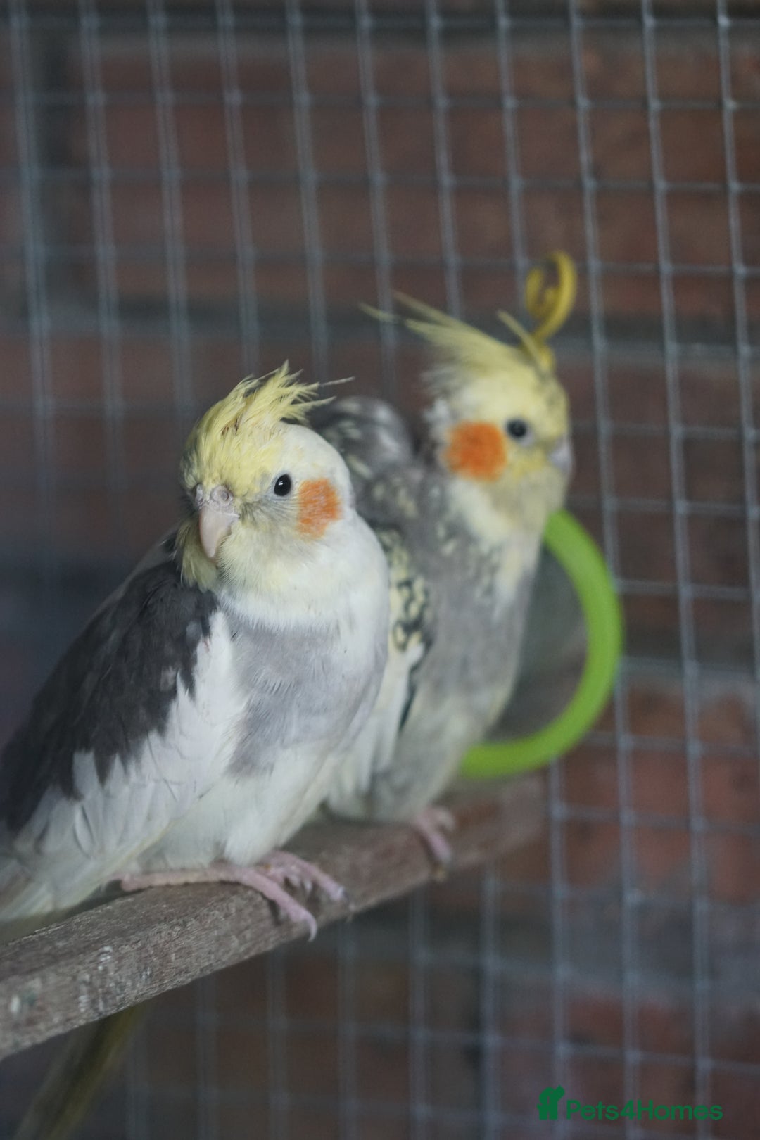 Cockatiels birds for sale: Cockatiels Mixed Genders  - Advert 10