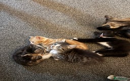 British Shorthair cats for sale: Beautiful mixed litter of kittens  - Image 4