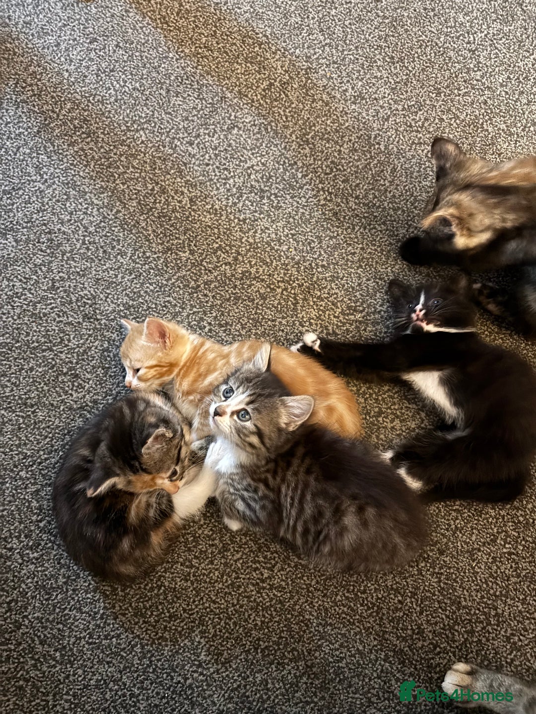 British Shorthair cats for sale: Beautiful mixed litter of kittens  - Image 4