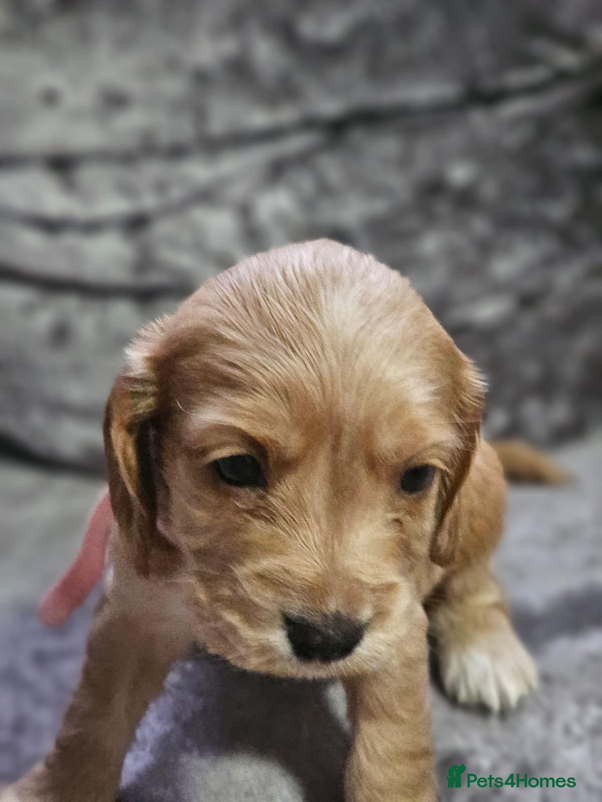 Cocker Spaniel dogs for sale: cocker spaniel puppies - Advert 24