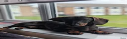 Dachshund dogs for sale: Miniature daschound  - Advert 1