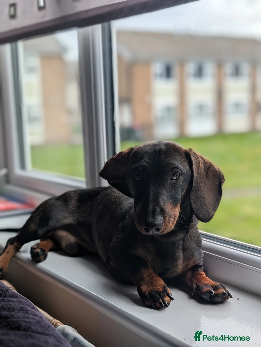 Dachshund dogs for sale: Miniature daschound  - Advert 1