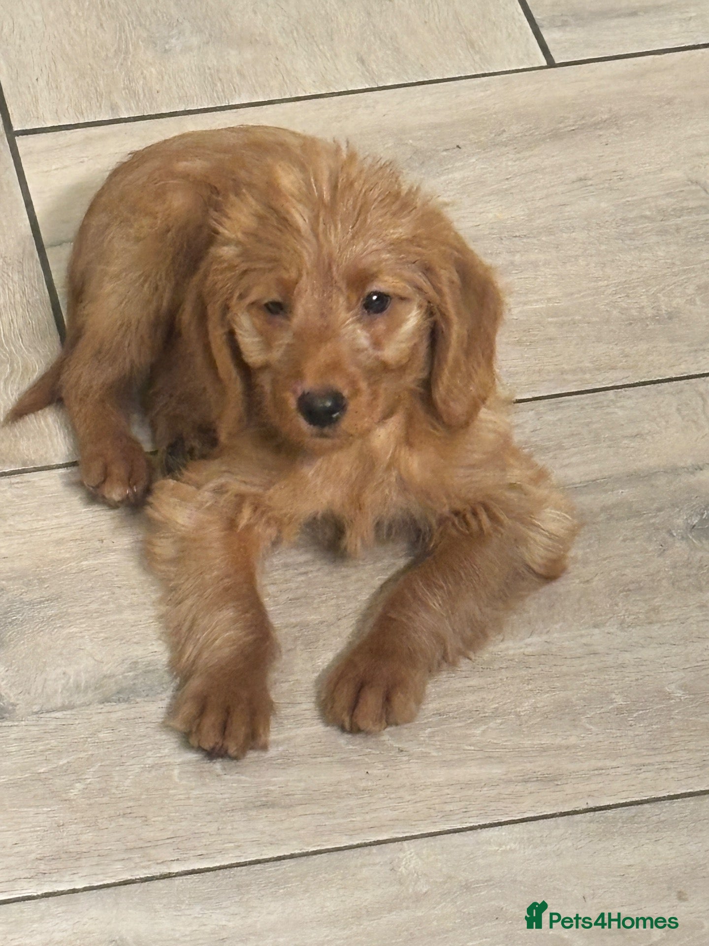 Labradoodle dogs £900 - 1 little girl! Labradoodle F1b generation - Advert 2