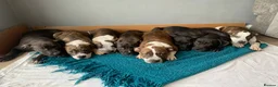 Shorty Bull dogs for sale: JAW-DROPPING POCKET BULLIES – IMPRESSIVE GENETICS  - Advert 6