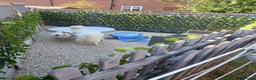 Samoyed dogs for sale: Litter of joy and fluffiness  - Advert 11