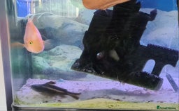Catfish fish for sale: Large Fish Tank 120 x 70 x 38 cm with Catfish etc  - Image 3