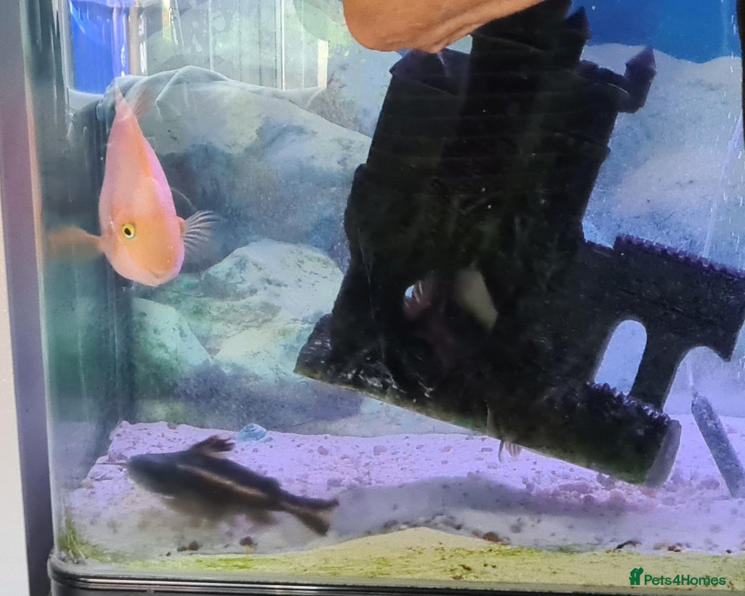 Catfish fish for sale: Large Fish Tank 120 x 70 x 38 cm with Catfish etc  - Image 3
