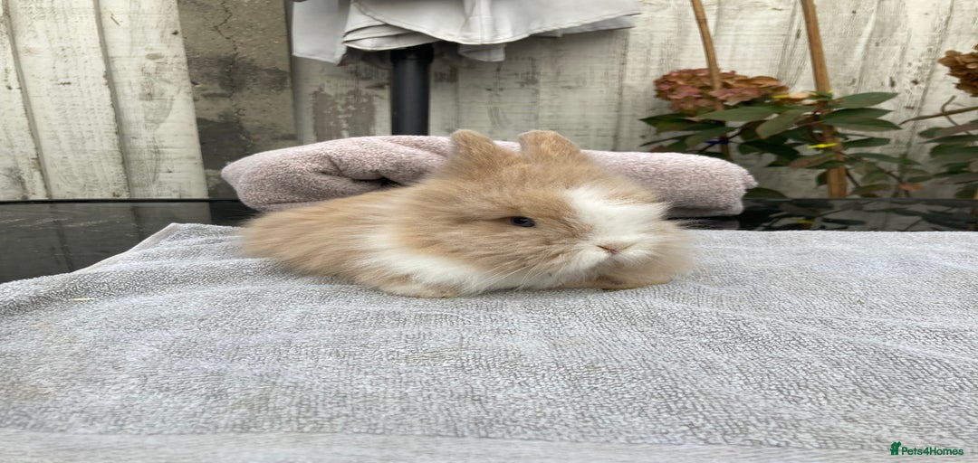 Gallery Image {{count}}