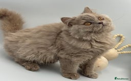 British Shorthair cats for sale: REGISTERED FULL PEDIGREE BRITISH LONGHAIR   - Image 2