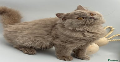 British Shorthair cats - Advert 13