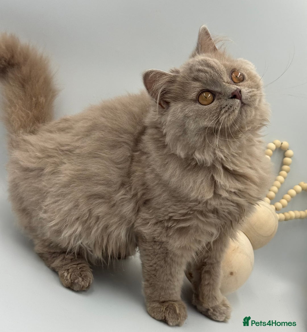 British Shorthair cats for sale: REGISTERED FULL PEDIGREE BRITISH LONGHAIR   - Image 2