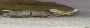 Sphynx Kitten 4