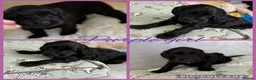 Labradoodle dogs for sale: Multigen Prestige Australian Labradoodle puppies💜 - Advert 5