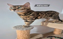 Bengal cats for sale: Pure Bred Bengal Kitten - Image 9