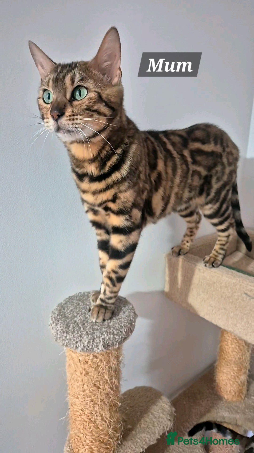 Bengal cats for sale: Pure Bred Bengal Kitten - Image 9