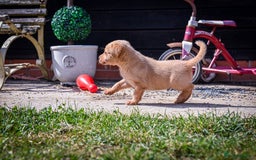 Labrador Retriever dogs for sale: Deep Red Top Quality Labrador Puppies - Image 4