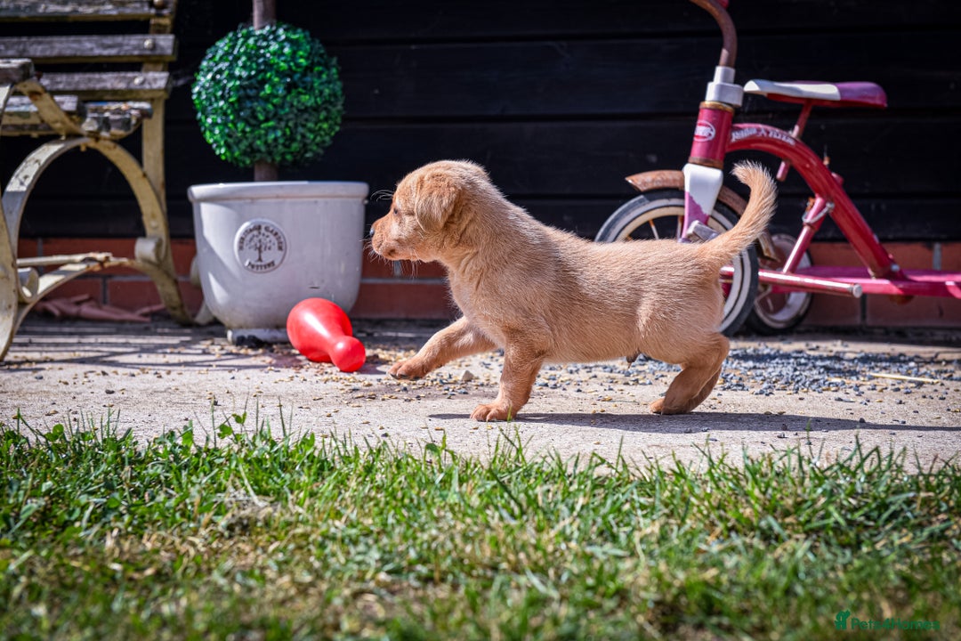Labrador Retriever dogs for sale: Deep Red Top Quality Labrador Puppies - Image 4