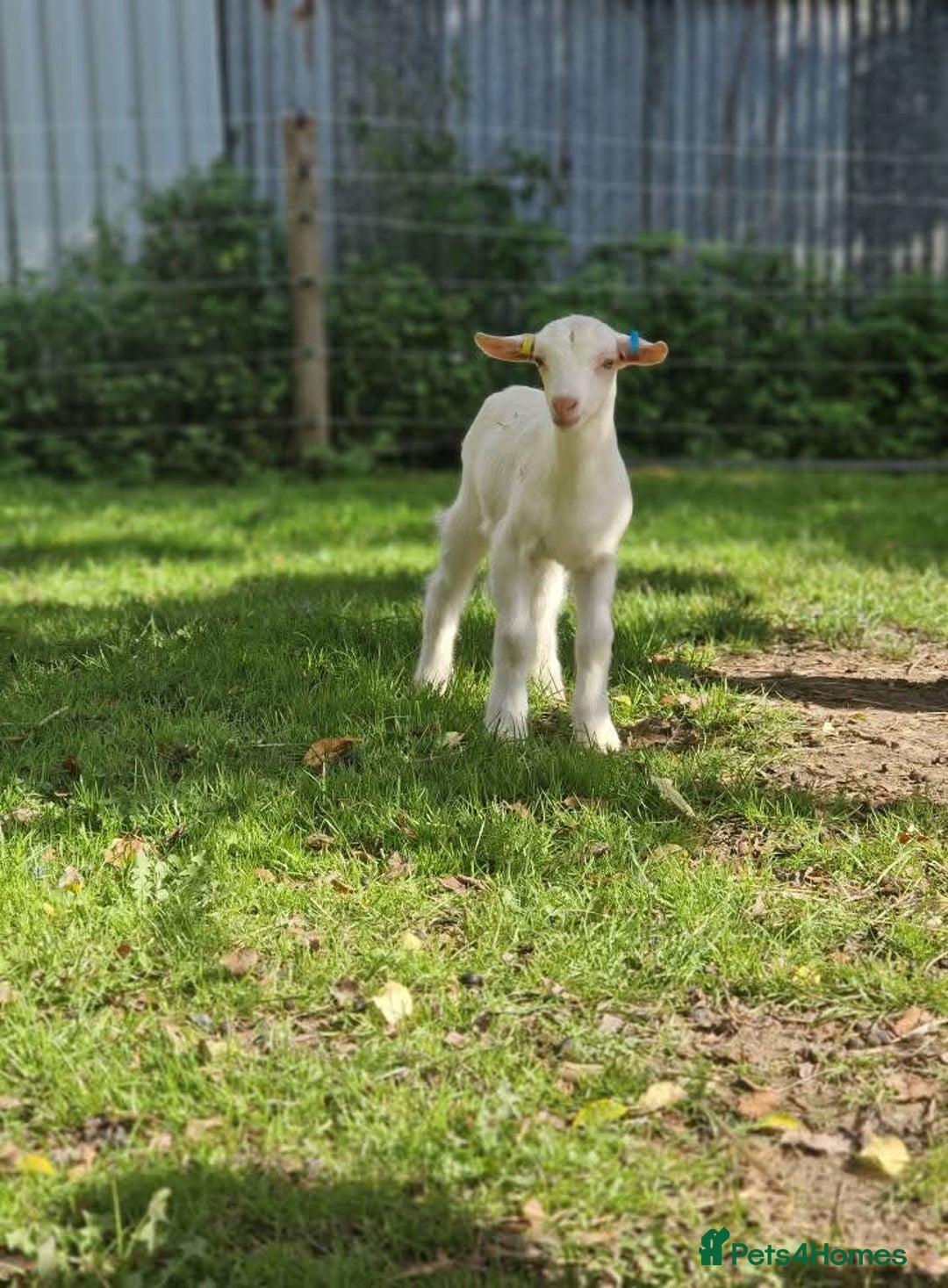 Goats livestock for sale: 2 bottle kids for sale  - Image 1
