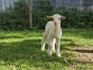 Goats livestock 2 bottle kids for sale - Advert 9