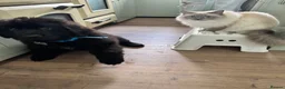Newfoundland dogs for sale: 6 month old KC Newfoundland Pup  - Advert 4