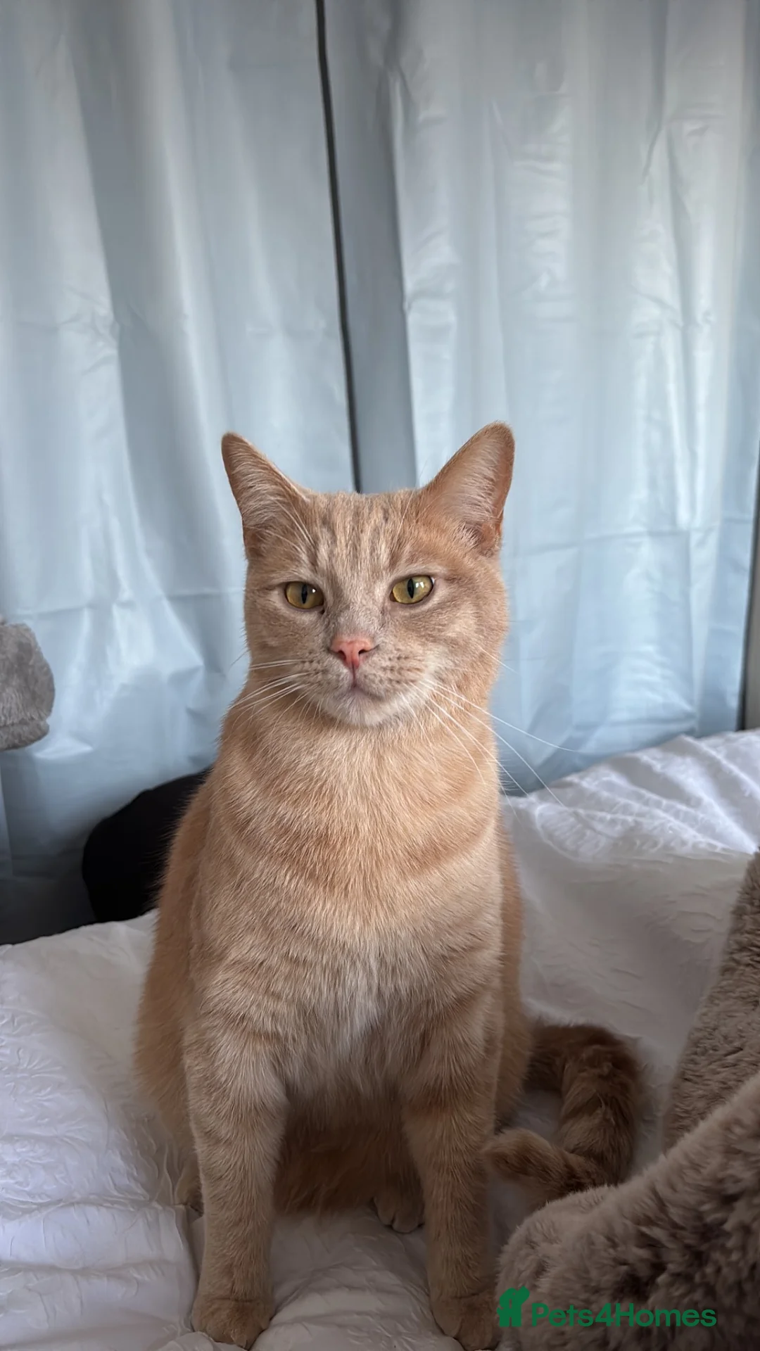 Mixed Breed cats for sale: two beautiful brothers  - Advert 2
