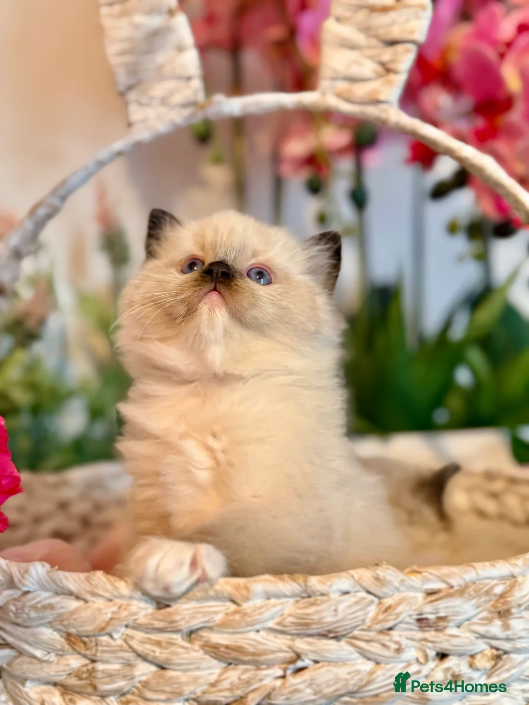 Ragdoll cats for sale: 🩷✨🏅GRAND CHAMP LINE TOP QUALITY RAGDOLLS - Advert 28