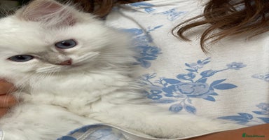 Ragdoll cats - Advert 3