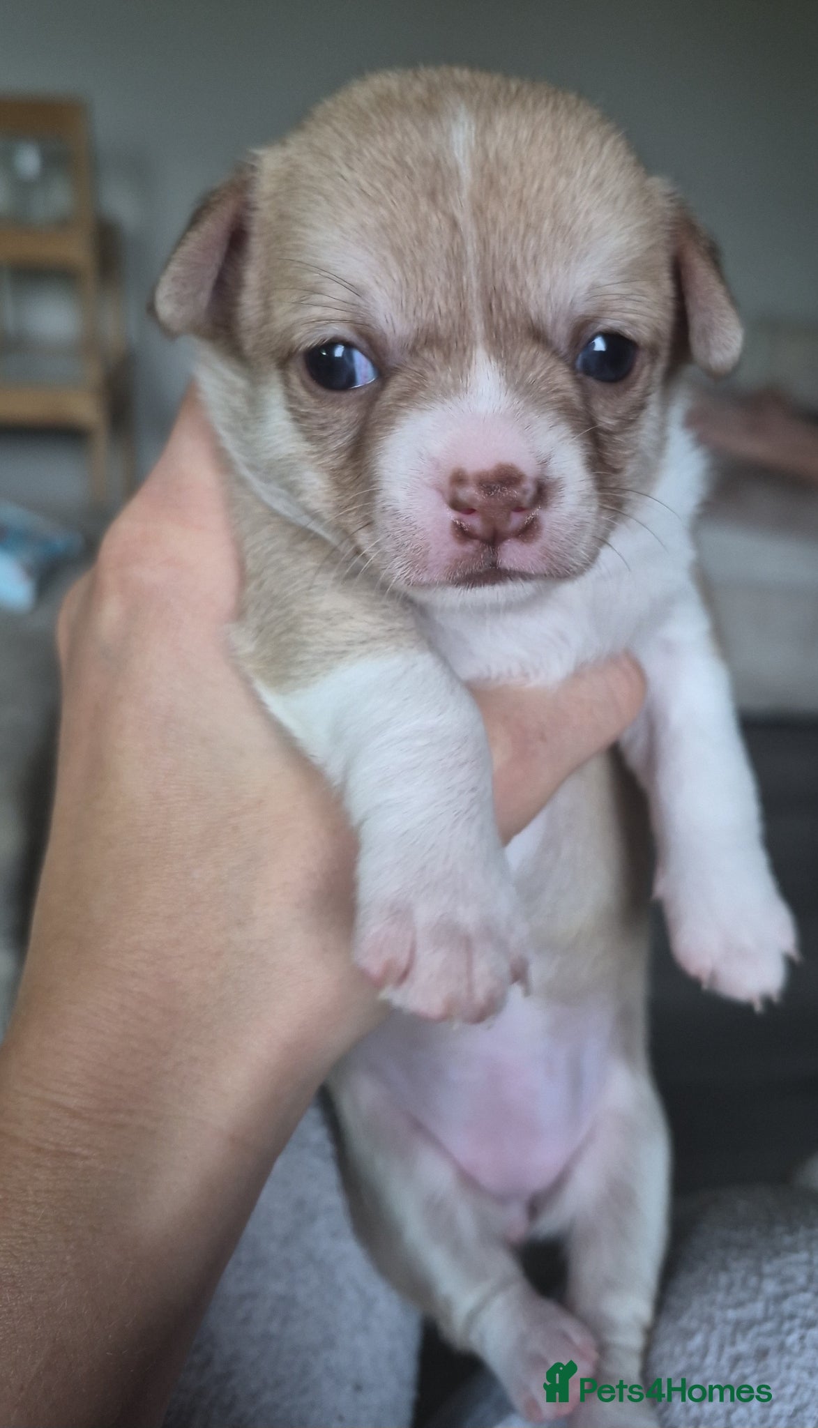 Chihuahua dogs for sale: Female chihuahua - Advert 13