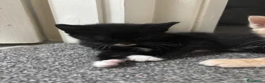 Kitten 2