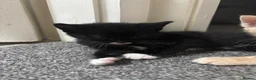Mixed Breed cats for sale: ‼️READY NOW‼️ - Advert 3